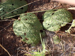 Hermannia transvaalensis
