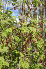 Ribes biebersteinii