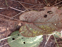 Hermannia transvaalensis