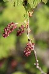 Ribes biebersteinii