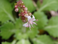 Saxifraga spathularis