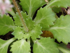 Saxifraga spathularis