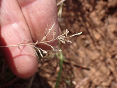 Eragrostis racemosa