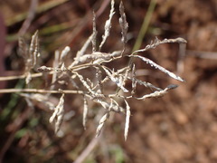Eragrostis racemosa