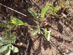 Nidorella podocephala