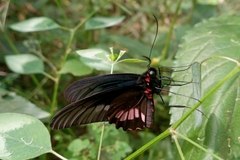 Parides neophilus