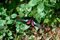 Parides neophilus