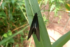Parides neophilus