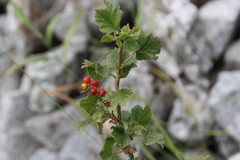Ribes orientale