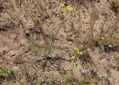 Lomatium triternatum brevifolium