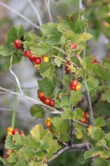Ribes orientale