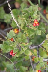 Ribes orientale