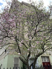 Magnolia × soulangeana