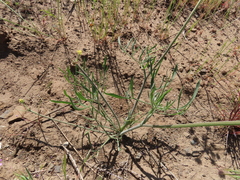 Lomatium triternatum brevifolium