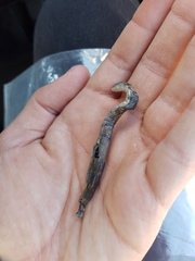 Tetradactylus breyeri