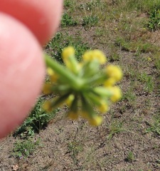 Lomatium triternatum brevifolium