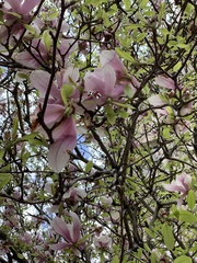 Magnolia × soulangeana