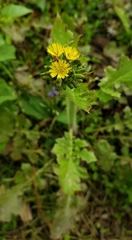 Youngia thunbergiana