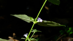 Barleria ventricosa