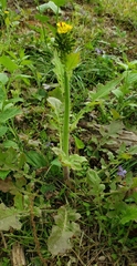 Youngia thunbergiana