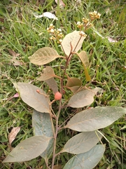 Nectandra reticulata