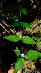 Barleria ventricosa