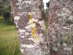 Nectandra reticulata
