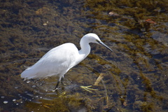 Egretta garzetta