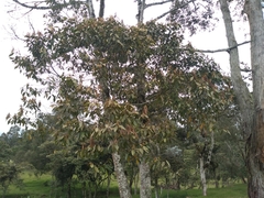 Nectandra reticulata