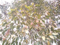 Nectandra reticulata