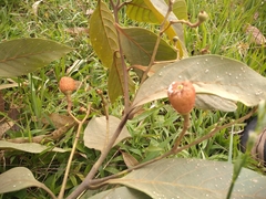 Nectandra reticulata