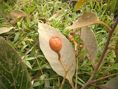 Nectandra reticulata