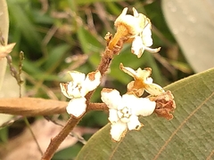 Nectandra reticulata