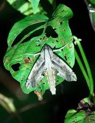 Eupanacra regularis