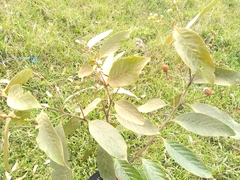 Nectandra reticulata