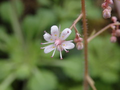 Saxifraga spathularis