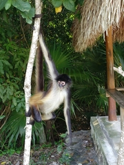 Ateles geoffroyi vellerosus