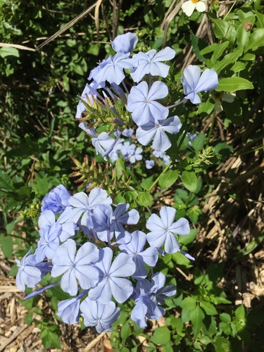 Plumbaginaceae image