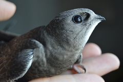 Pallid Swift photo 4