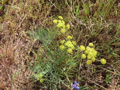 Lomatium triternatum brevifolium