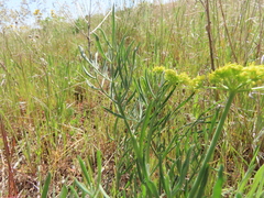 Lomatium triternatum brevifolium