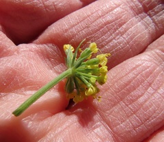Lomatium triternatum brevifolium