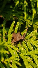 Coreus marginatus