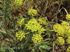 Lomatium triternatum brevifolium