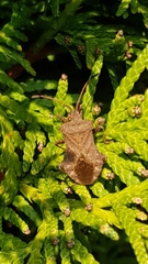 Coreus marginatus