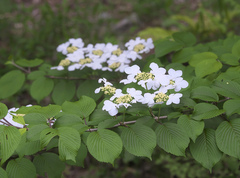 Viburnum plicatum
