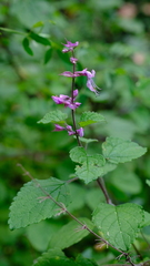 Ocimum labiatum