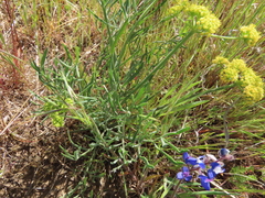 Lomatium triternatum brevifolium