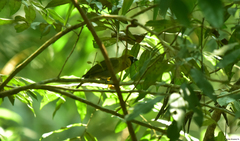 Caryothraustes poliogaster
