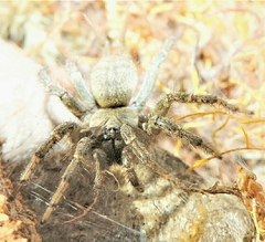 Ischnothele digitata